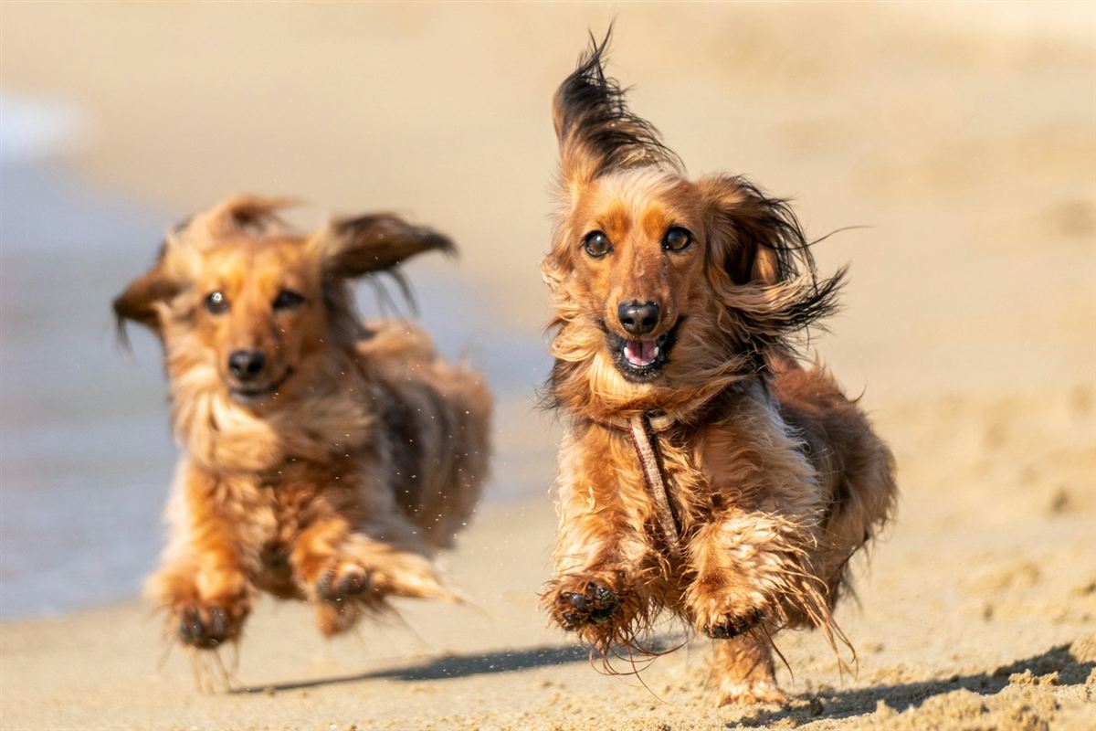 Two long-haired dachshunds running across a sandy beach